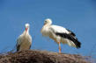 Hunawirh-parc des loutres et cigognes-cigognes sur leur nid