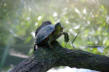 Hunawirh-parc des loutres et cigognes-tortue