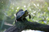 Hunawhir-parc des loutres et cigognes-tortue