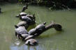 Hunawirh-parc des loutres et cigognes-tortues