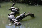 Hunawhir-parc des loutres et cigognes-tortues