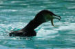 Hunawirh-parc des loutres et cigognes-cormoran