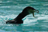 Hunawhir-parc des loutres et cigognes-cormoran