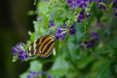 hunawhir-parc aux papillons-papillon 