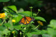 Hunawirh-parc aux papillons-papillon 1
