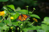 hunawhir-parc aux papillons-papillon 1