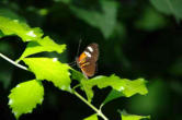 hunawhir-parc aux papillons-papillon 2