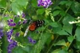 hunawhir-parc aux papillons-papillon 3