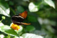 Hunawirh-parc aux papillons-papillon 4