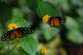 hunawhir-parc aux papillons-papillon 5