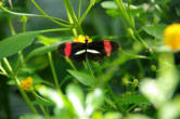 hunawhir-parc aux papillons-papillon 6
