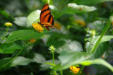 Hunawirh-parc aux papillons-papillon 7