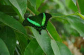 hunawhir-parc aux papillons-papillon 8