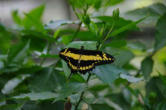 hunawhir-parc aux papillons-papillon 9
