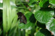 Hunawirh-parc aux papillons-papillon 10