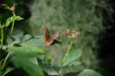 hunawhir-parc aux papillons-papillon 11