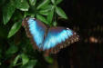 Hunawirh-parc aux papillons-papillon 12