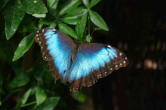 hunawhir-parc aux papillons-papillon 12