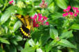 Hunawirh-parc aux papillons-papillon 15