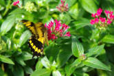 hunawhir-parc aux papillons-papillon 15