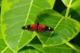 Hunawirh-parc aux papillons-papillon 16