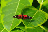 hunawhir-parc aux papillons-papillon 16