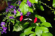 Hunawirh-parc aux papillons-papillon 17