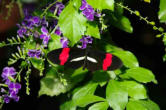 hunawhir-parc aux papillons-papillon 17
