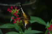 hunawhir-parc aux papillons-papillon 18