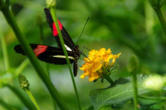 hunawhir-parc aux papillons-papillon 19