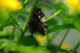 Hunawirh-parc aux papillons-papillon 20
