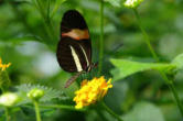hunawhir-parc aux papillons-papillon 21