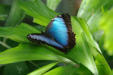 Hunawirh-parc aux papillons-papillon 22