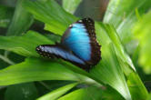 hunawhir-parc aux papillons-papillon 22
