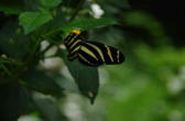 hunawhir-parc aux papillons-papillon 23
