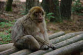 Kintzheim-la Montagne des singes-magot assis sur pile de bois