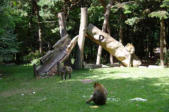 Kintzheim-la Montagne des singes-aménagement du parc