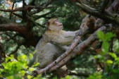 Kintzheim-la Montagne des singes-magot dans les arbres