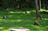 Kintzheim-la Montagne des singes-réunion de males magot