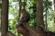 Kintzheim-la Montagne des singes-magot sur souche d'arbre