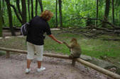 Kintzheim-la Montagne des singes-visiteur et magot