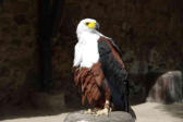 Kintzheim-la Volerie des Aigles-Pygargue à tête blanche vue 1