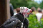 Kintzheim-la Volerie des Aigles-vautour cendré