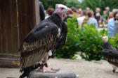 Kintzheim-la Volerie des Aigles-vautour cendré