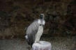 Kintzheim-la Volerie des Aigles-vautour
