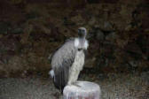 Kintzheim-la Volerie des Aigles-vautour