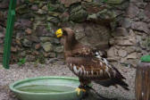 Kintzheim-la Volerie des Aigles-aigle