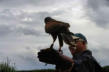 Kintzheim-la Volerie des Aigles-aigle-aigle sur le bras de son soigneur