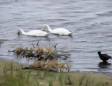 Marquenterre  le parc ornithologique