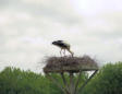 Marquenterre  le parc ornithologique